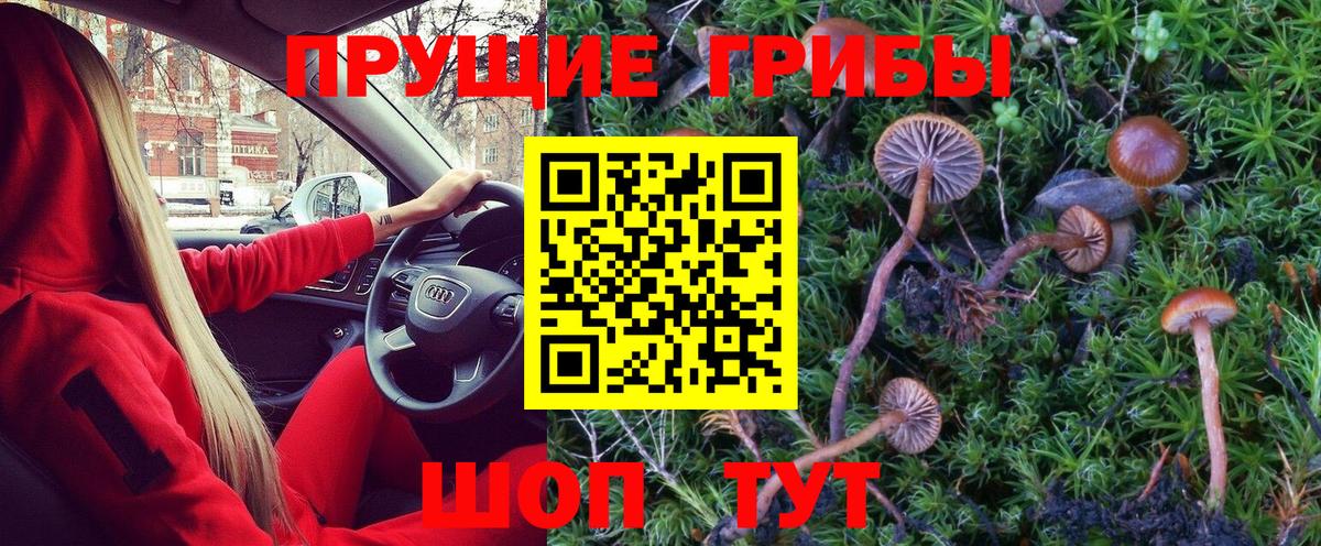 Псилоцибиновые грибы Psilocybe Минусинск
